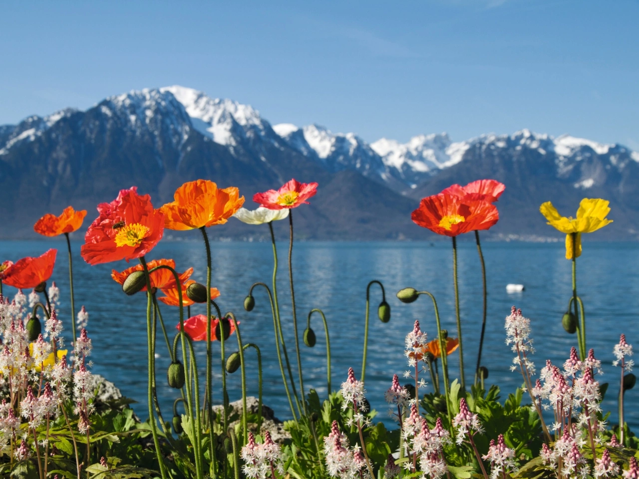 ST_3x2_Poppies-Montreux_24609